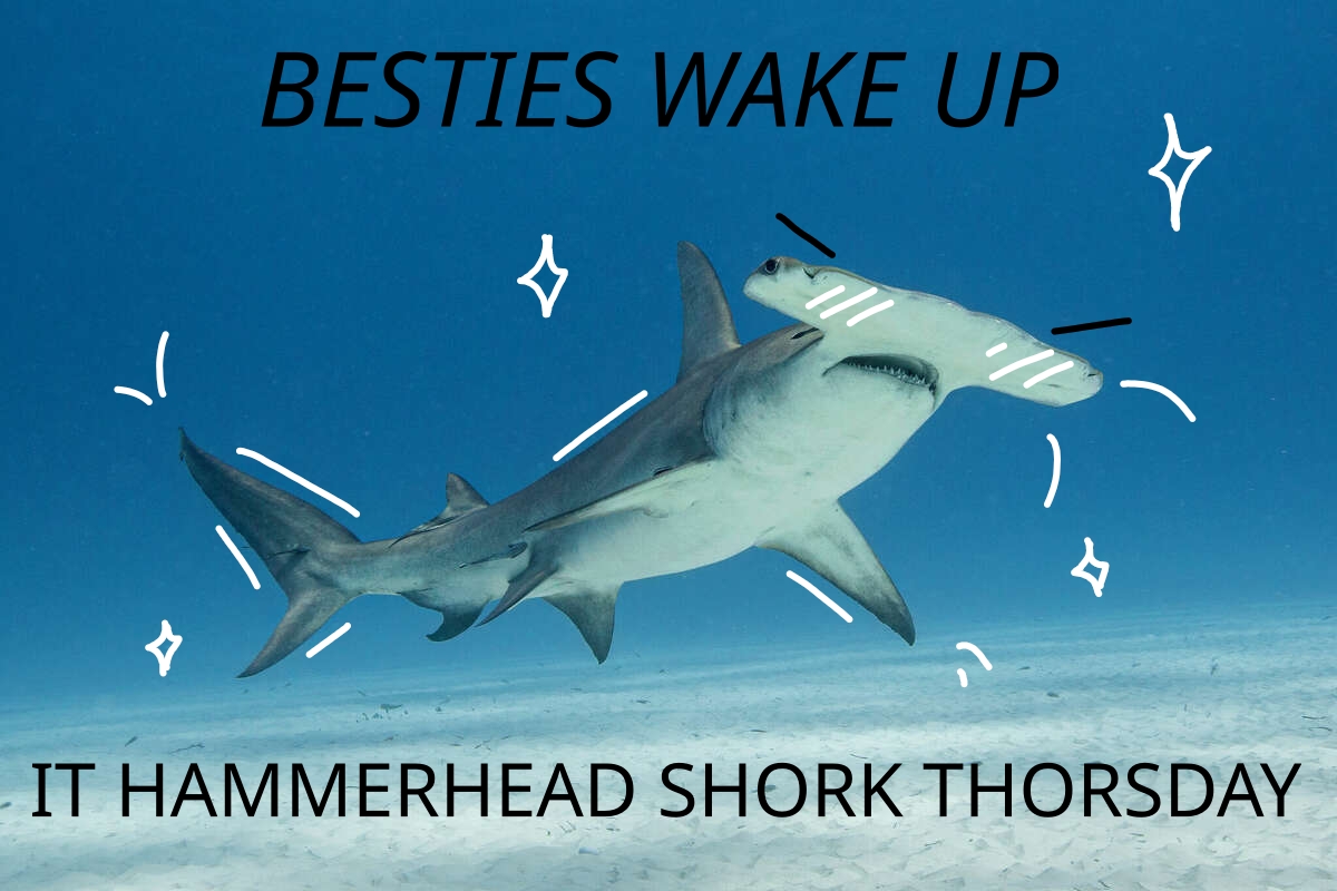 shark
